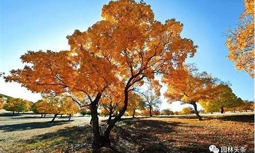 广州天气适合种什么树_广州天气适合种什么