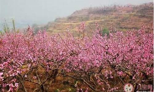 哪种天气更适合花粉_什么天气适合栽花